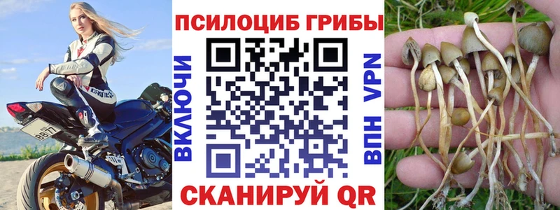 Купить  Судогда  Галлюциногенные грибы Psilocybe 
